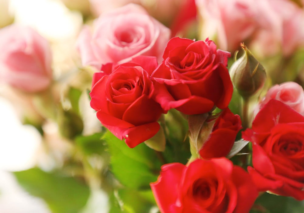 Red and pink roses, fully bloomed and in buds, arranged in a close-up, green leafy background.