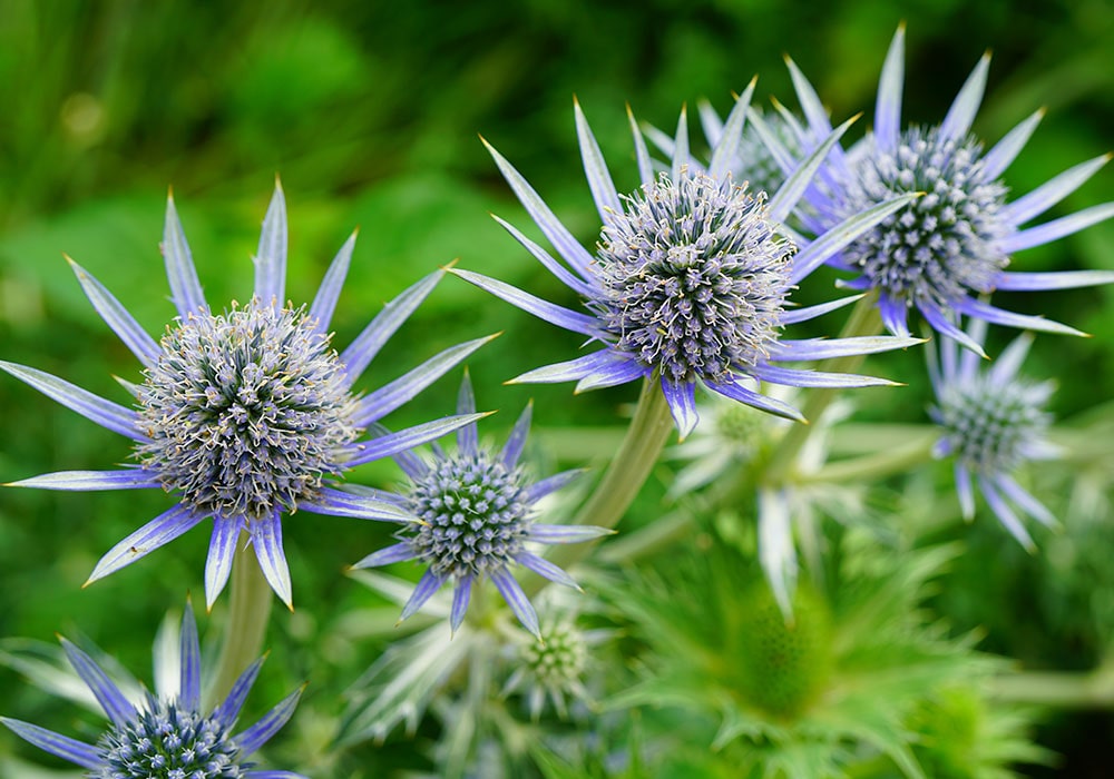 A handful of thistle in the wild, offset against a lush green field