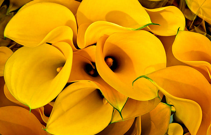 Photograph of a calla lily