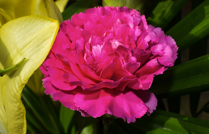 A vibrant pink carnation blossom stands amidst dark green leaves, with a large yellow petal from another flower partially visible to the left of the image.