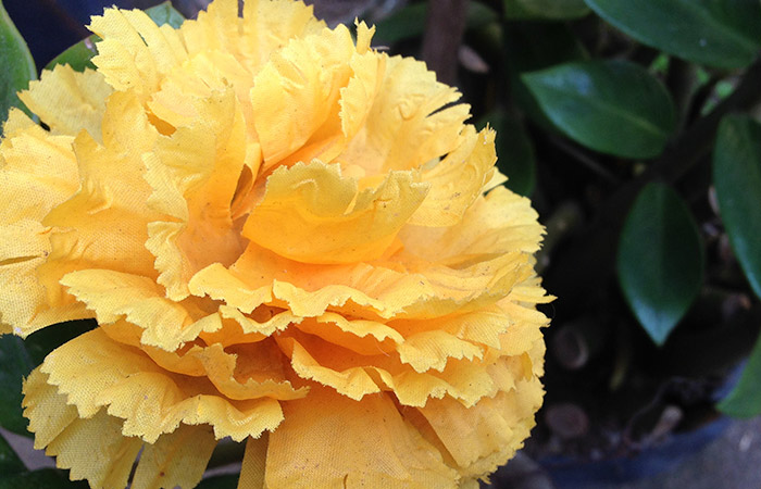 A vibrant yellow flower with layered, ruffled petals in full bloom, surrounded by green leaves in a garden setting.