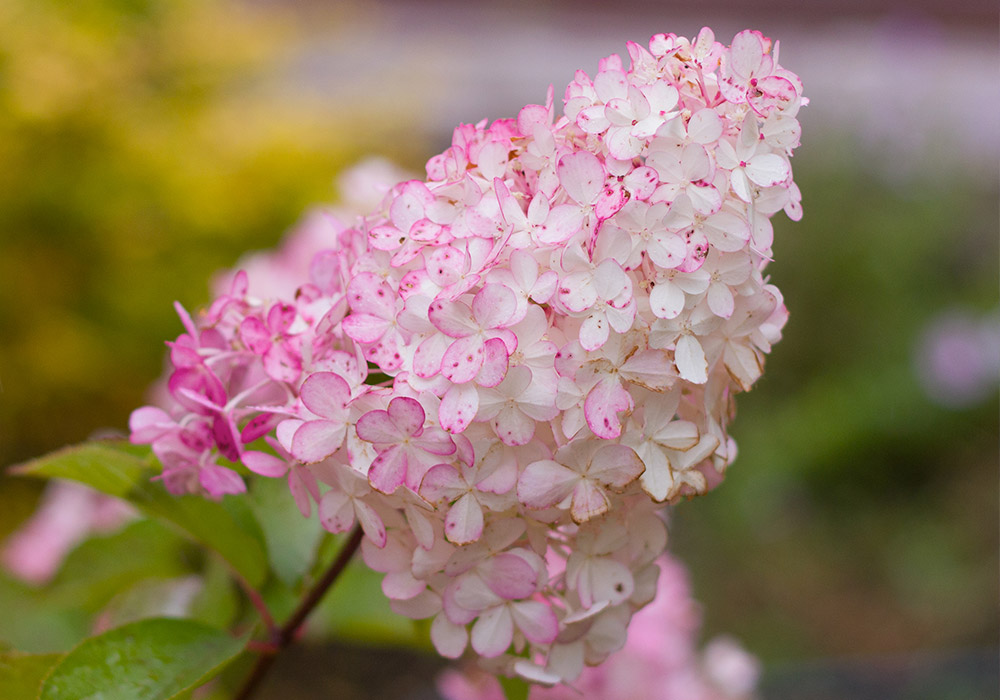 Pink and white hydrangea blooms on a green stem in a garden, surrounded by blurred greenery and other foliage.