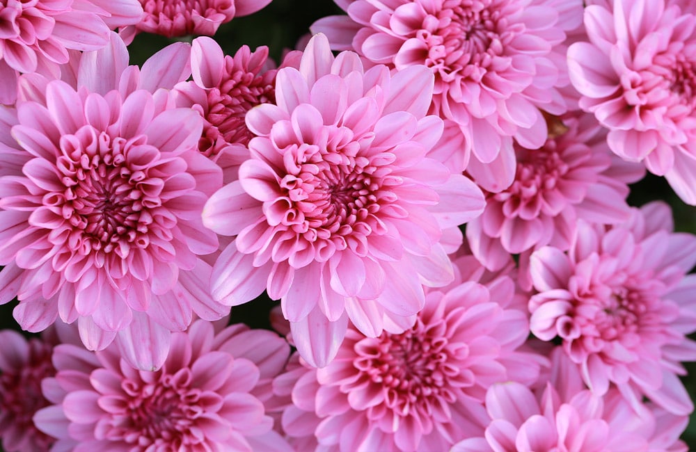 Pink chrysanthemums cluster together, showcasing their delicate, layered petals in full bloom. Set against a dark green leafy background, they create a vibrant and lush display of color and texture.