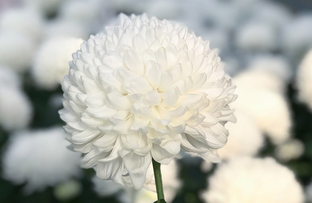 A white chrysanthemum blooms prominently in the foreground, surrounded by a blurred background of similar flowers, highlighting its full, petal-packed structure