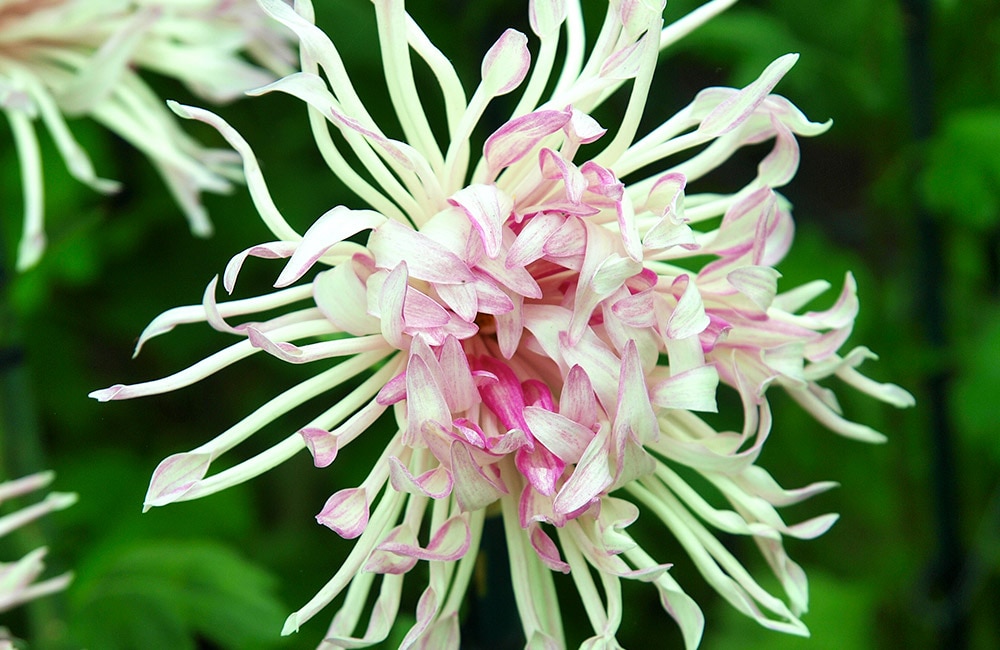 A light pink and white quill mum flower blooms vibrantly with thin, curly petals in a lush green garden setting.