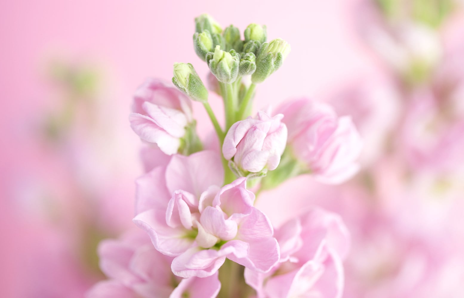 Pink flowers bloom with partially unopened buds against a soft pink, blurred background.