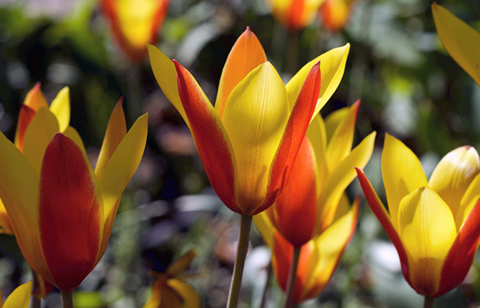 Yellow and red tulips bloom under sunlight in a garden, surrounded by green foliage and blurred background.