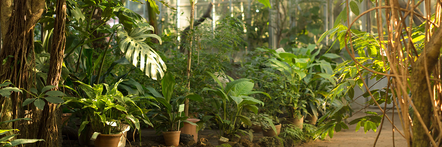 Potted plants and lush green foliage flourish under bright sunlight within a greenhouse, surrounded by trees and vines.