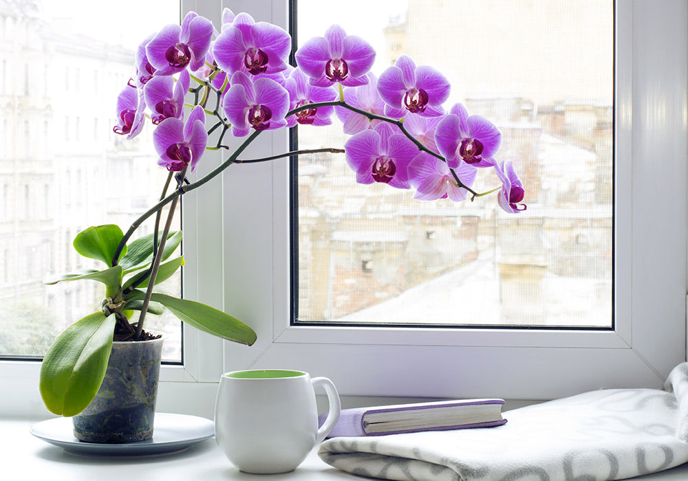 A potted orchid with vibrant purple flowers sits on a windowsill beside a white mug, a closed book, and a folded blanket, with urban buildings outside the window.