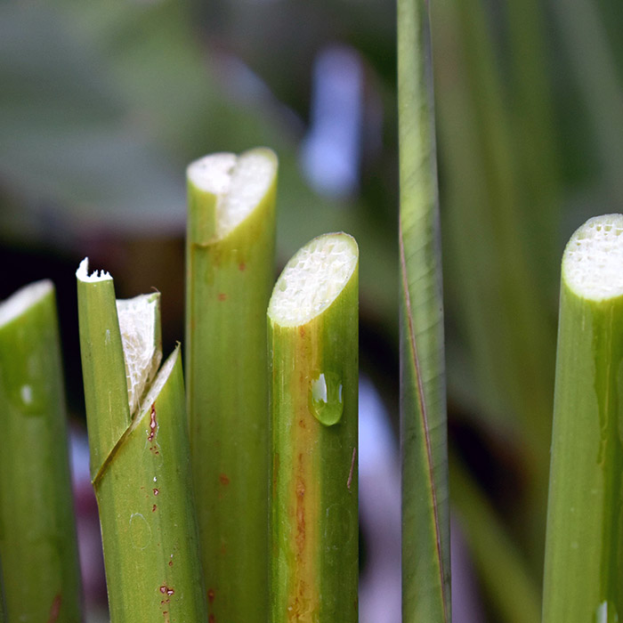 Green, freshly-cut bamboo stalks stand upright with droplets of water on their surfaces; the background is a blurred natural setting.