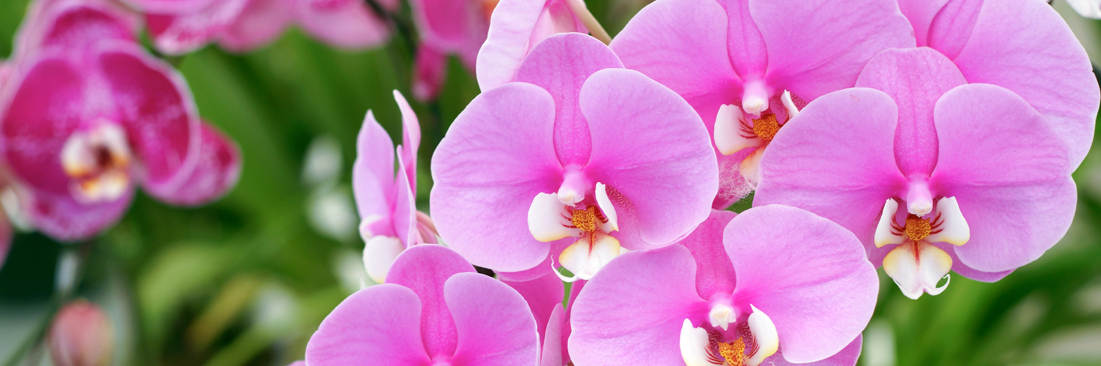 Pink orchids are blooming amidst green leaves in a garden, showcasing vibrant petals and intricate patterns on their centers.