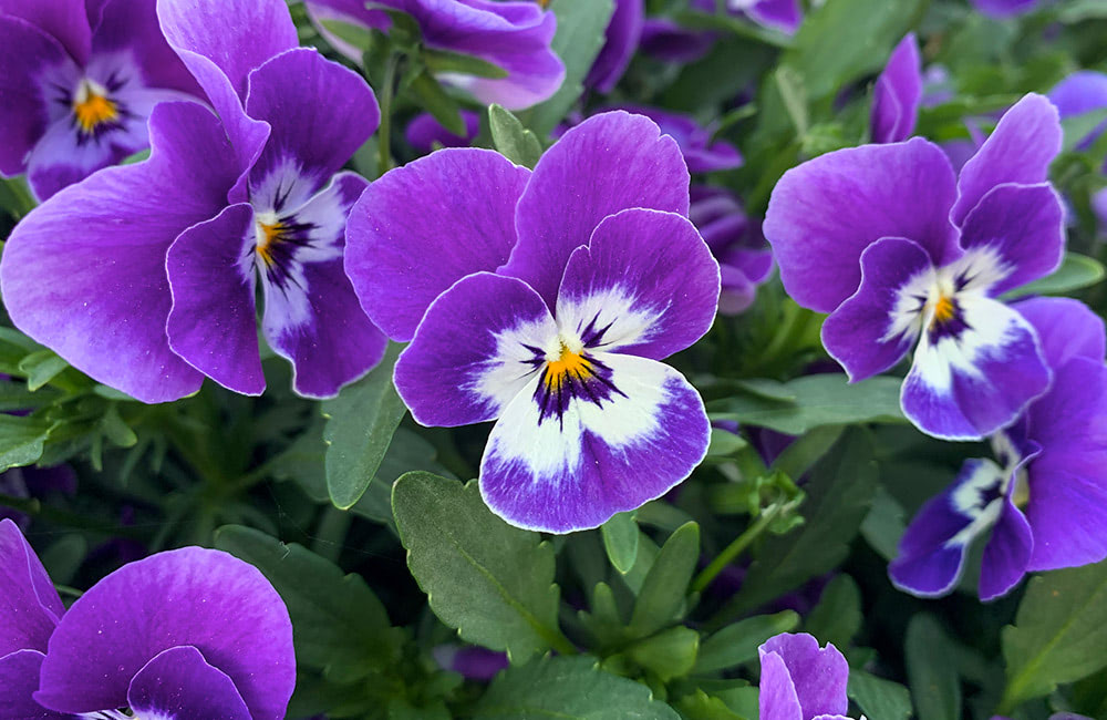 Purple pansy flowers bloom amidst green foliage outdoors. The petals display a gradient from deep purple margins to white centers with a yellow accent.