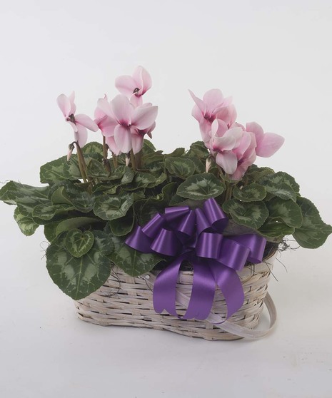 Cyclamen