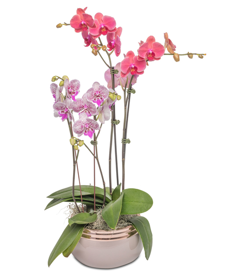 Phalaenopsis orchid in varying colors, symbolizing prosperity and health.