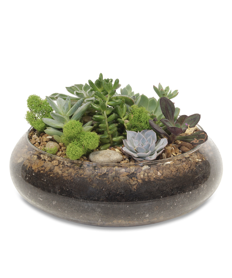 Desk Buddy Succulent  Walter Knoll Florist