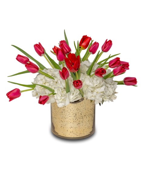 Tiptoe Tulips arrangement with red tulips over fluffy white hydrangeas in a gold cylinder vase. Elegant and symbolic of love, passion, and trust.