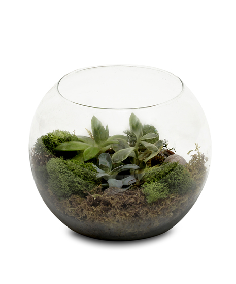 PEACEFUL TERRARIUM