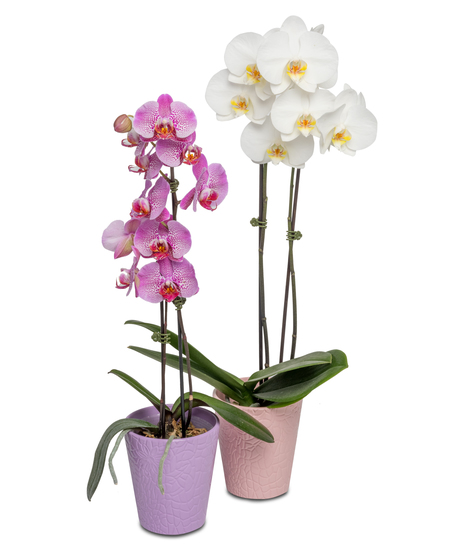 orchid plant in a 5 inch container easy to care for. 