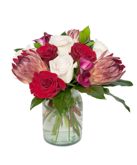 Romantic bouquet featuring Pink Mink Protea, blush O'Hara roses, red standard roses, and plum calla lilies—a blend for timeless romance.