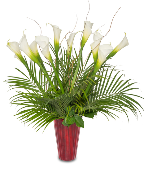 Calla Lily Expression: Large white calla lilies in a bold red vase, symbolizing love and elegance – a timeless masterpiece for special moments.