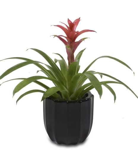 BROMELIAD