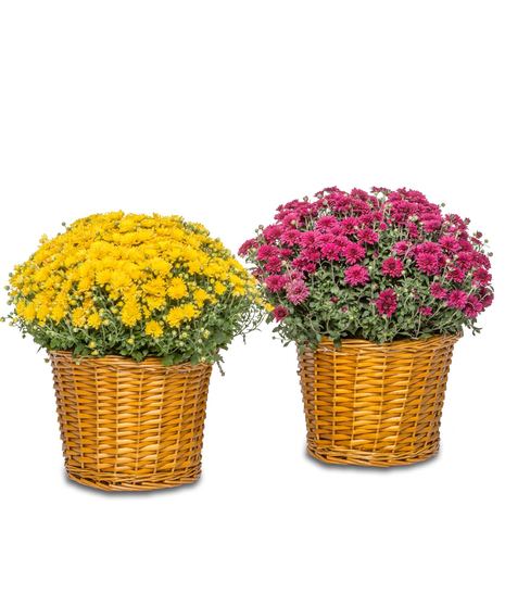 Expert gardeners handpick hardy mums for lasting, vibrant fall displays