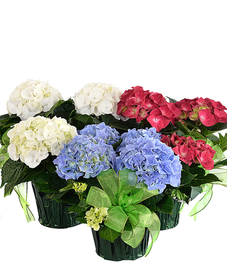 Blooming Hydrangea Plants