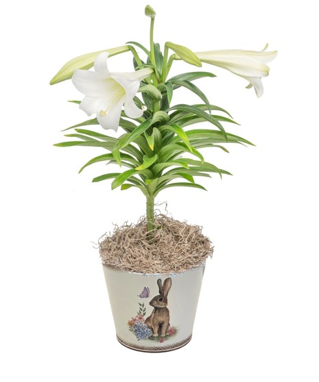 EASTER LILY