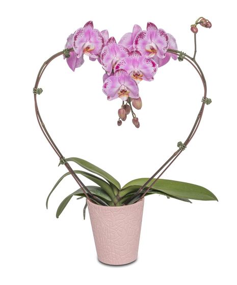 Phalaenopsis orchid in varying colors, symbolizing prosperity and health.