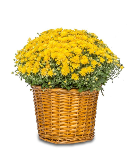 Expert gardeners handpick hardy mums for lasting, vibrant fall displays