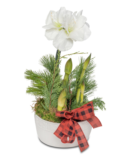 A white ceramic dish holding lush green wintergreens and blooming amaryllis bulbs, celebrating the beauty of Christmas traditions in a festive arrangement.