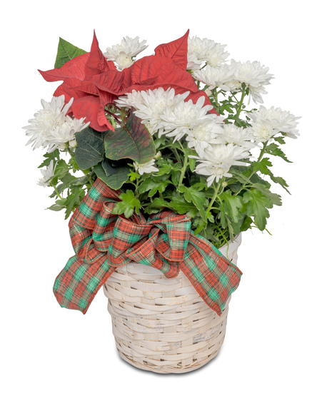 A white basket filled with white mums and a single small poinsettia, adorned with a red holiday bow. A beautiful and elegant winter floral arrangement.