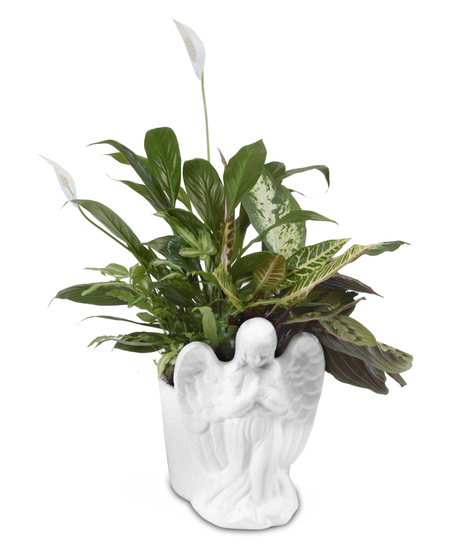 Angel Planter with plants