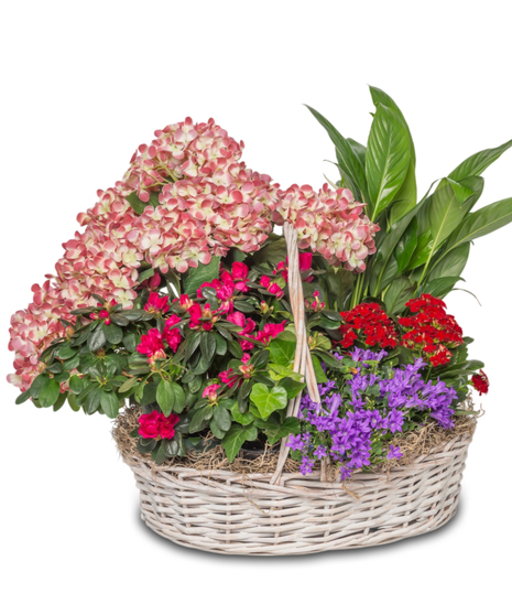 Blossoming Beauty Baskets