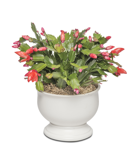 CHRISTMAS CACTUS