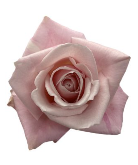 Trio Rose Handheld Posy: An elegant bouquet featuring three roses, nestled in lush greenery, and adorned with ivory ribbon