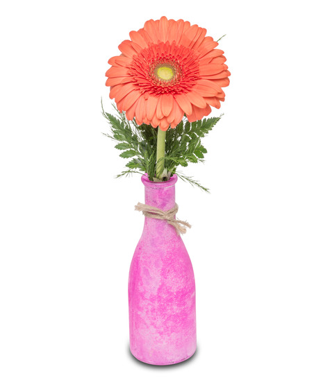 Gerbera Daisy in a colored glass bud vase