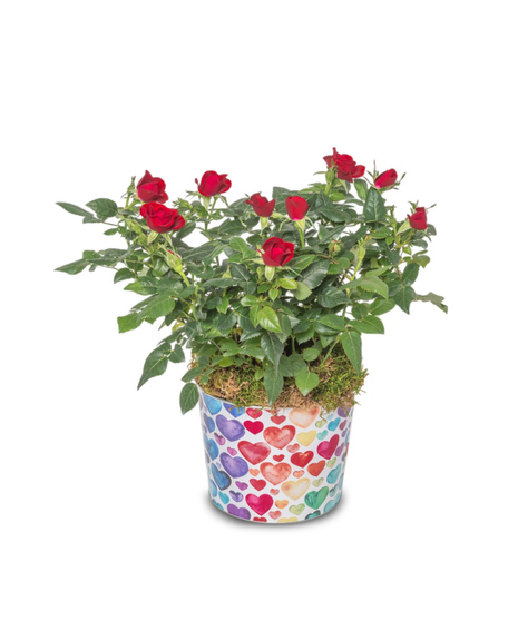 A blooming miniature rose bush and cyclamen plant in a colorful rainbow hearts pot, featuring red and pink flowers.