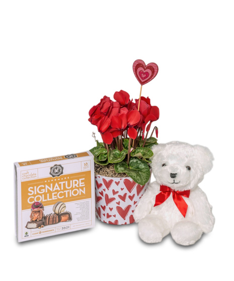 A red or pink cyclamen in a heart pot, paired with a box of chocolates and a small white bear, creating a charming and romantic gift set.