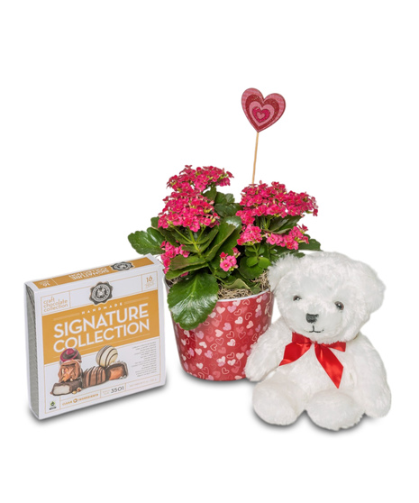 A red or pink blooming kalanchoe in a heart pot, paired with a white plush bear and a large box of chocolates, creating a thoughtful and romantic Valentine’s gift.