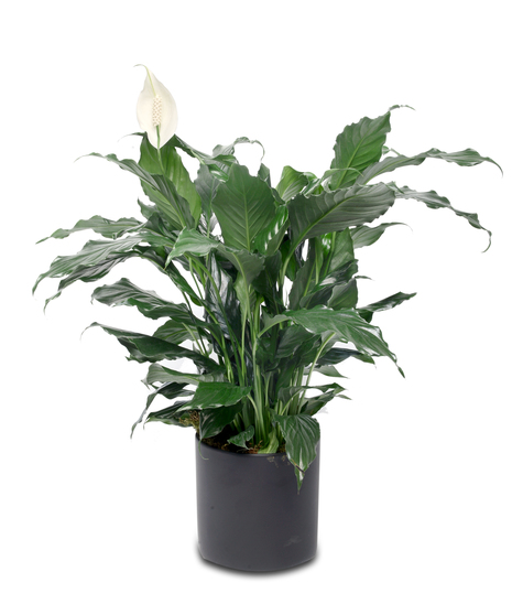 A Classic Peace Lilly