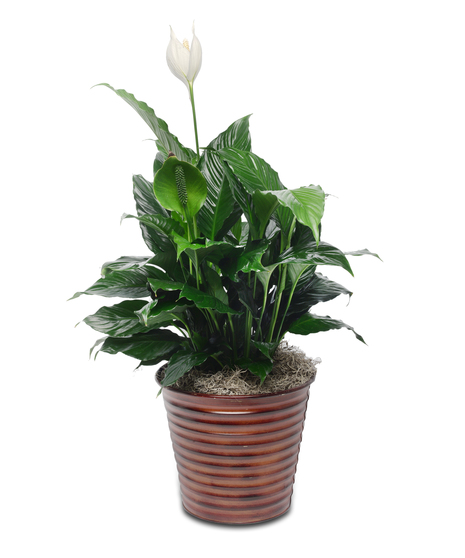 A Classic Peace Lilly