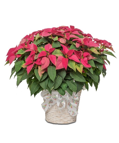 Image featuring large red, pink, and white poinsettias in a charming white basket, offering an opulent holiday display.