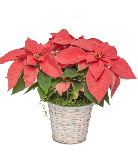 Image of a Standard Poinsettia in a wicker basket adorned with a white holiday bow, adding elegance to holiday decor.