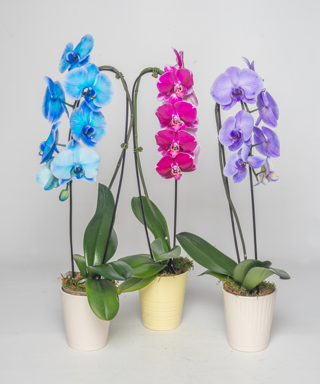 Phalaenopsis orchid in varying colors, symbolizing prosperity and health.