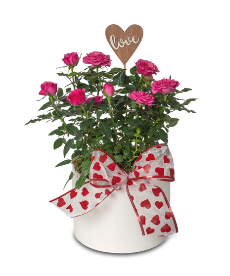 A miniature rose plant in a white ceramic pot, decorated with a heart pick and bow, designed for indoor care with bright light and proper watering.