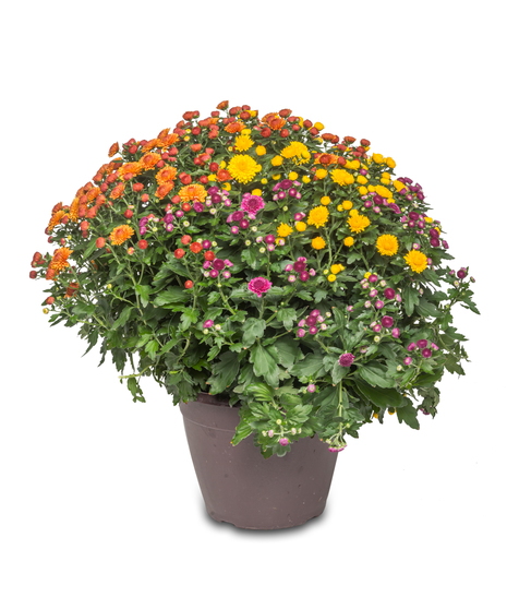 Expert gardeners handpick hardy mums for lasting, vibrant fall displays