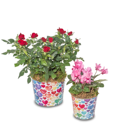 A blooming miniature rose bush and cyclamen plant in a colorful rainbow hearts pot, featuring red and pink flowers.