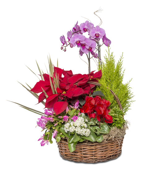 A wonderful living holiday display. Basket filled with multiple blooming plants.